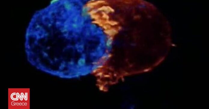 Σε-βίντεο-η-μάχη-που-δίνει-ένα-Τ-λεμφοκύτταρο-για-να.jpg
