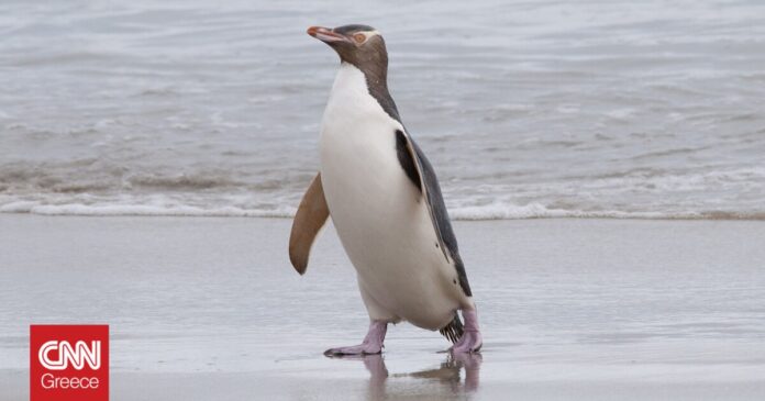 1653907812_Κέντρο-αποκατάστασης-για-υπό-εξαφάνιση-πιγκουίνους-Συμβαίνει-στη-Νέα-Ζηλανδία.jpg