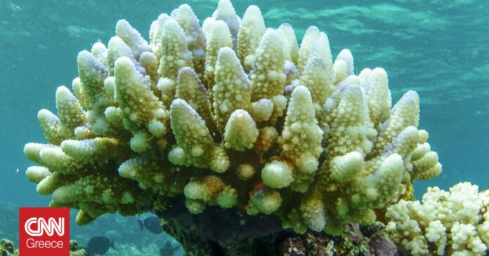 Αυστραλία-Επικίνδυνη-η-λεύκανση-των-κοραλλιογενών-υφάλων-από-την-υπερθέρμανση.jpg