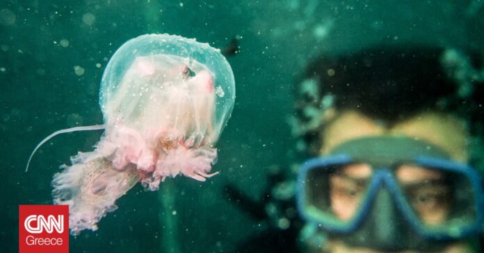 Η-μωβ-μέδουσα-κολυμπά-μαζί-μας-στη-θάλασσα-Τι-πρέπει.jpg