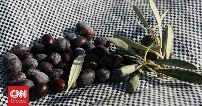 Καθεστώς-ΠΟΠ-και-για-τις-ελιές-Καλαμάτας.jpg