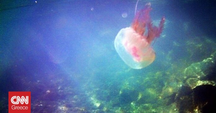 Μωβ-μέδουσες-Σε-ποιες-περιοχές-παρατηρείται-έξαρση-–-Οδηγίες-προστασίας.jpg