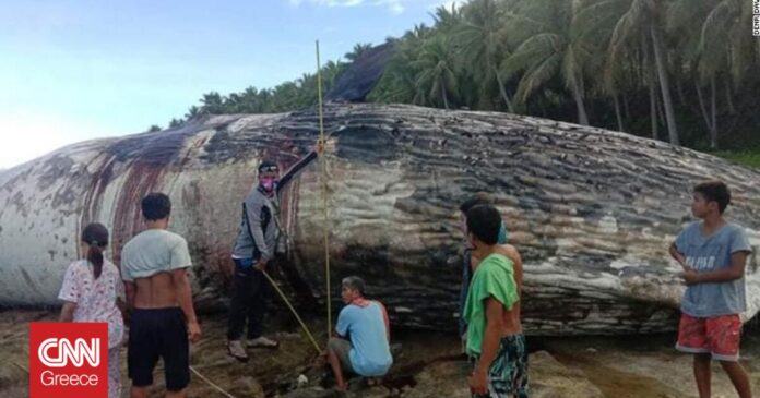 Νεκρή-σπερμοφάλαινα-ξεβράστηκε-στις-ακτές-των-Φιλιππίνων-Σειρά-από.jpg