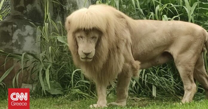 Μυστήριο-η-κομμένη-φράντζα-λευκού-λιονταριού-σε-ζωολογικό-κήπο-της.jpg