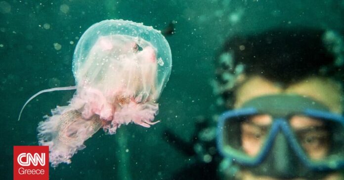 1657458842_Μωβ-μέδουσες-Σε-ποιες-περιοχές-της-χώρας-θα-τις-συναντήσουμε.jpg