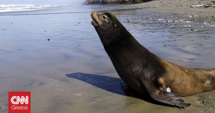 Σαν-Ντιέγκο-Θαλάσσια-λιοντάρια-βγήκαν-σε-παραλία-και-προκάλεσαν-πανικό.jpg
