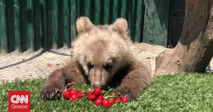 Φλώρινα-Viral-το-βίντεο-με-το-ορφανό-αρκουδάκι-που-τρώει.jpg