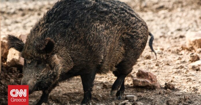 Επιδρομές-αγριογούρουνων-Σοβαρό-το-πρόβλημα-για-τις-καλλιέργειες-και-την.jpg