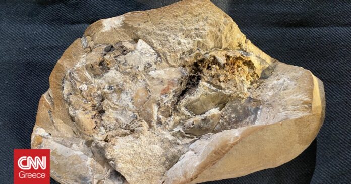Βρέθηκε-απολίθωμα-της-αρχαιότερης-καρδιάς-ηλικίας-380-εκατ-ετών-σε.jpg