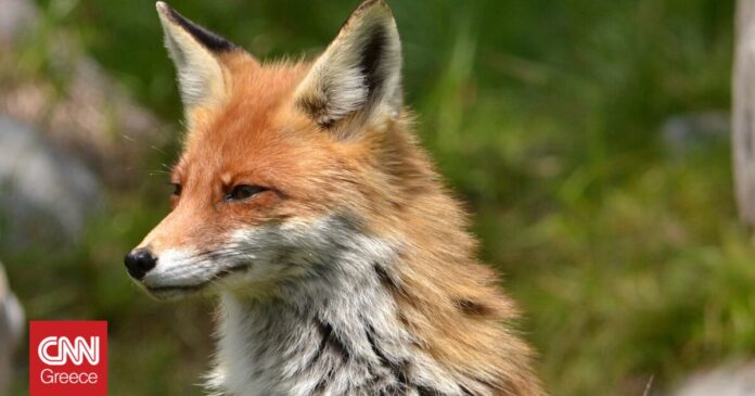 1665164578_Καστοριά-Βασάνισαν-και-ακρωτηρίασαν-αλεπού-Πέθανε-από-αιμορραγία.jpg