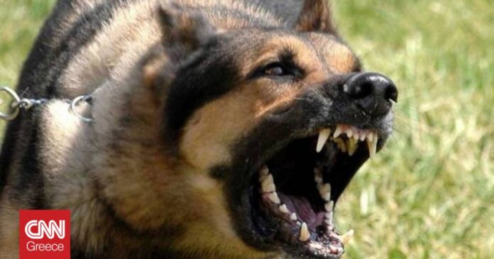Λαγονήσι-Άγρια-επίθεση-σκύλου-σε-μαθητή-Συγκλονίζει-η-μητέρα.jpg