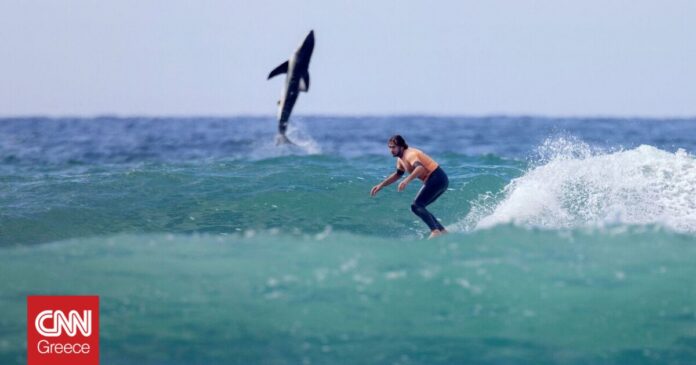 Σερφ-δίπλα-σε-λευκό-καρχαρία-στην-Καλιφόρνια-Πώς-τραβήχτηκε-το.jpg
