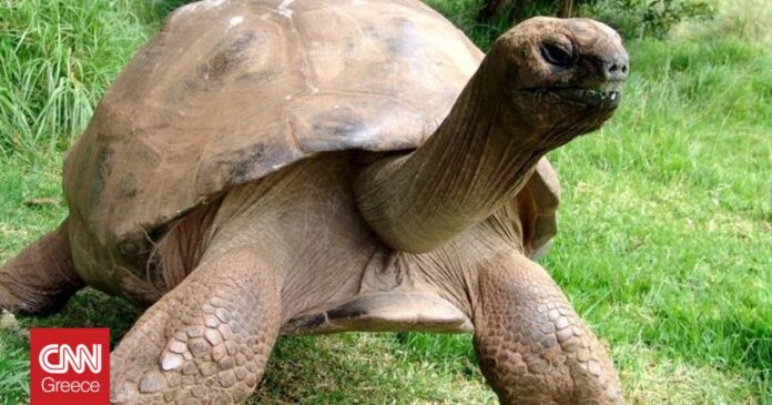 Η-μεγαλύτερη-σε-ηλικία-χελώνα-γιορτάζει-σήμερα-τα-190α-γενέθλιά.jpg