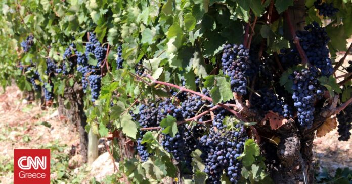 Συρρικνώνεται-ο-ελληνικός-αμπελώνας-–-Μείωση-65000-στρεμμάτων-την-τελευταία.jpg