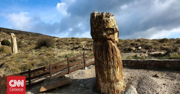 Τις-κλιματικές-αλλαγές-του-παρελθόντος-ερμηνεύει-το-Απολιθωμένο-Δάσος-Μυτιλήνης.jpg