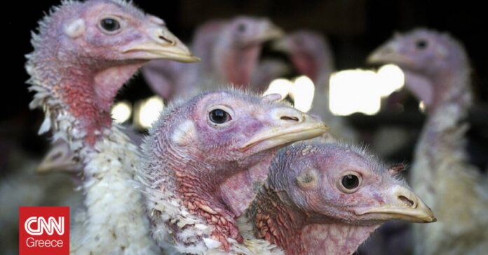Τσεχία-Φάρμα-θα-θανατώσει-220000-πουλερικά-λόγω-έξαρσης-της-γρίπης.jpg