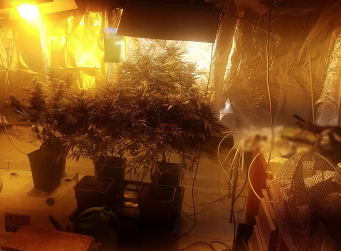 Κέρκυρα: Εντοπίστηκε πλήρως εξοπλισμένο εργαστήριο υδροπονικής καλλιέργειας κάνναβης - Συνελήφθη 53χρονη 2 Screenshot 289