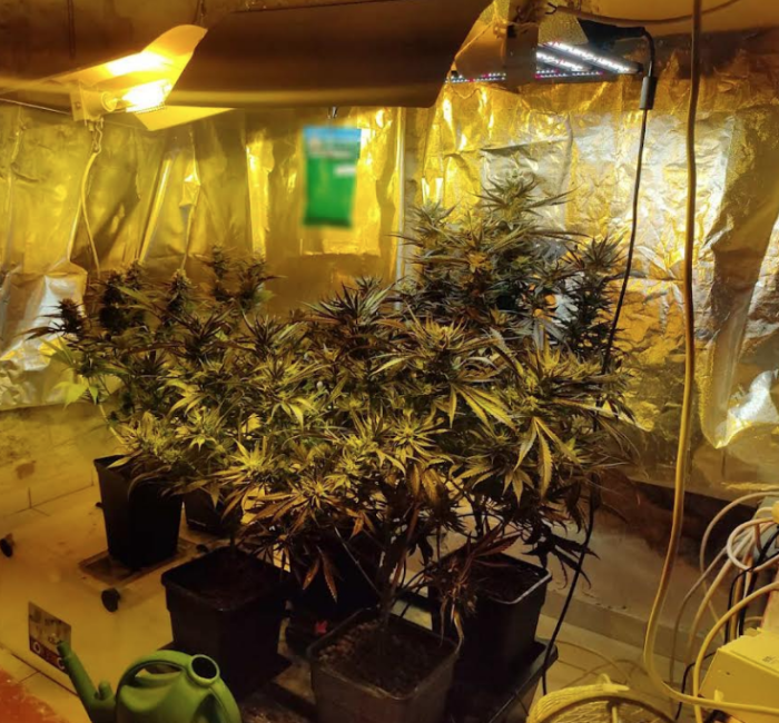 Κέρκυρα: Εντοπίστηκε πλήρως εξοπλισμένο εργαστήριο υδροπονικής καλλιέργειας κάνναβης - Συνελήφθη 53χρονη 1 Screenshot 288