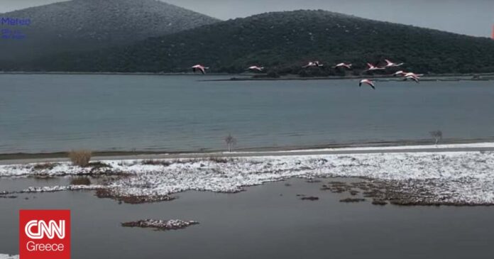 O-χορός-των-φλαμίνγκο-με-τα-χιόνια-στη-Φθιώτιδα.jpeg