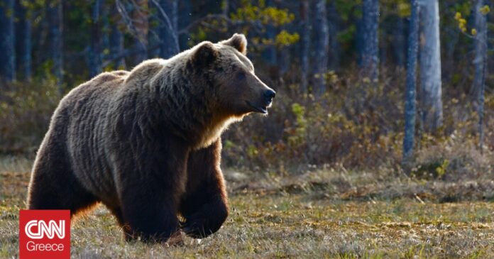 Τι-αποκαλύπτει-ανάλυση-DNA-στις-καφέ-αρκούδες-που-ζουν-στα.jpg