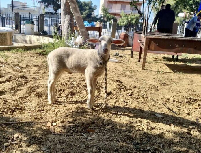 Κερατσίνι-Έσφαξαν-και-έψησαν-αρνί-έξω-από-εκκλησία-για-να.jpg