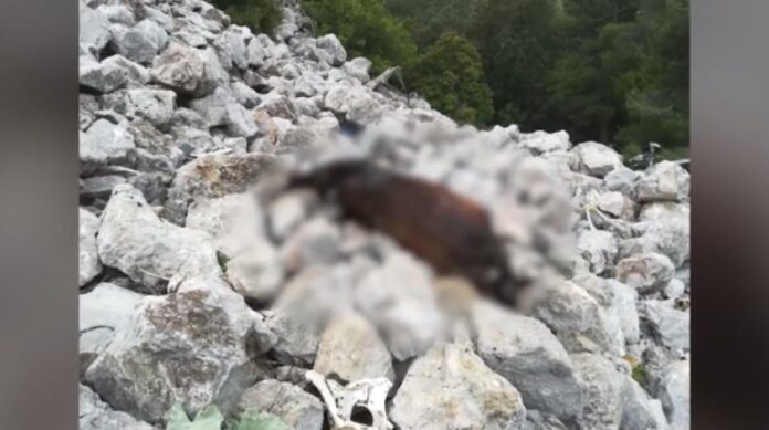 Πάρνηθα-Από-την-ΕΛΑΣ-οι-έρευνες-για-τα-νεκρά-άλογα.jpg