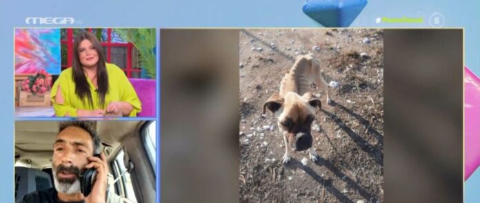 1685696188_Ζαχάρω-Πέθανε-το-σκυλάκι-που-βρέθηκε-σκελετωμένο-και-αλυσοδεμένο.jpg