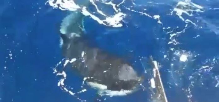 Γιβραλτάρ-Η-στιγμή-που-φάλαινα-όρκα-επιτίθεται-σε-σκάφος-amp.jpg