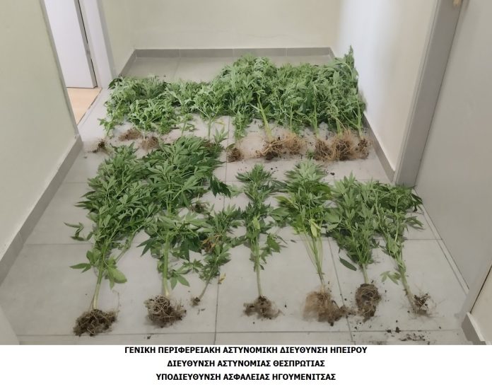 1688708176_Θεσπρωτία-Συνελήφθησαν-δύο-άνδρες-για-καλλιέργεια-κατοχή-και-διακίνηση-ναρκωτικών.jpg