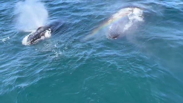 1689798871_Κανάρια-Νησιά-Σπάνια-εμφάνιση-κοπαδιού-με-φάλαινες-όρκες-–-Κολυμπούν.jpg