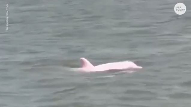 1689882329_ΗΠΑ-Εθεάθη-σπάνιο-ροζ-δελφίνι-ανοιχτά-της-Λουϊζιάνα-–-Εντυπωσιακό.jpg