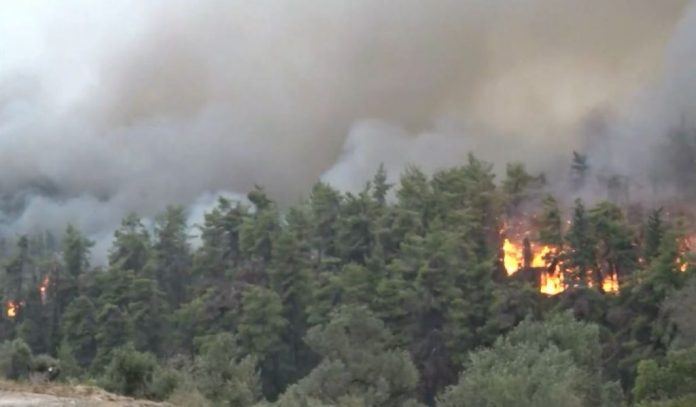 1691318432_Άγιος-Στέφανος-Συνελήφθη-επ-αυτοφόρω-87χρονος-εμπρηστής.jpg