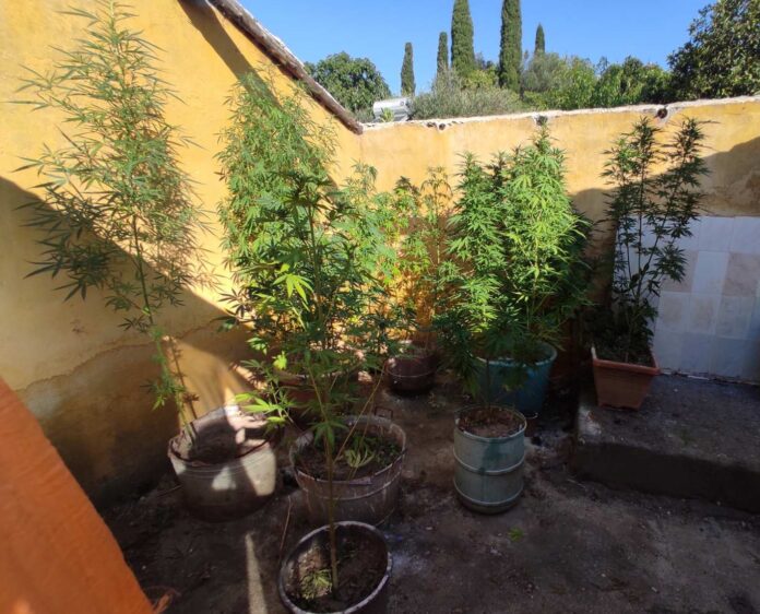 1692380421_Κέρκυρα-42χρονος-καλλιεργούσε-στην-αυλή-του-28-δενδρύλλια-κάνναβης-που.jpg