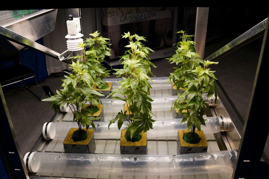 cannabis2-1024x683