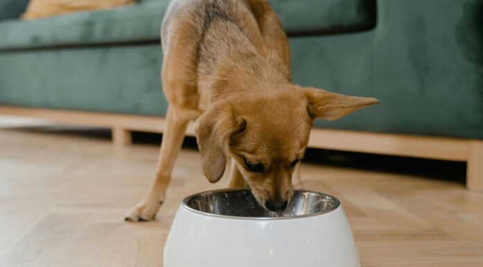Σκύλος: Κιμάς με λαχανικά και ρύζι