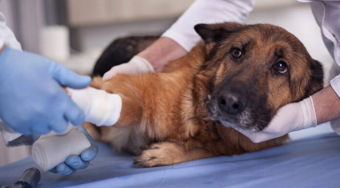 Ποιες είναι οι πρώτες βοήθειες που πρέπει να παρέχουμε σε ένα τραυματισμένο ζώο;