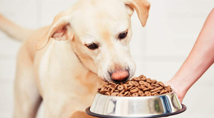 5 τροφές που πρέπει να αποφεύγεις να δίνεις στον σκύλο σου