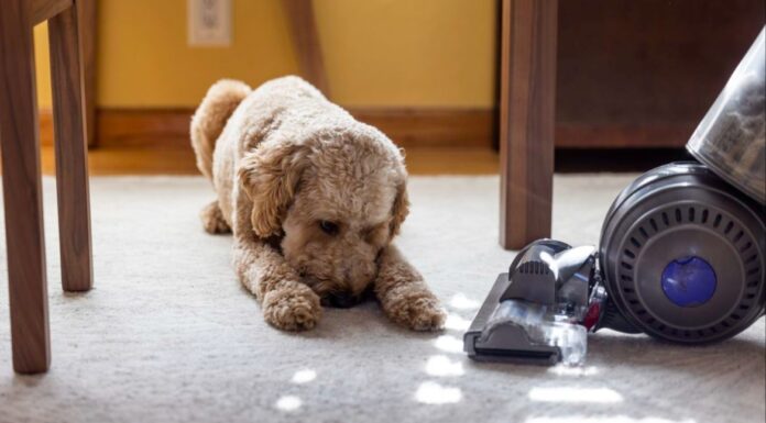 7 μέθοδοι για να εξαλείψεις την μυρωδιά του σκύλου στο σπίτι