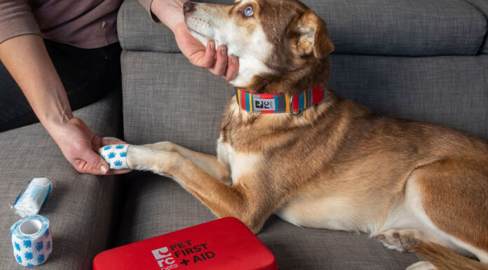 Σκύλος: Πώς να κάνουμε ΚΑΡΠΑ στον τετράποδο φίλο μας