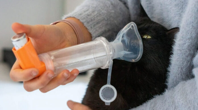 Τι συμπτώματα παρουσιάζει μια γάτα με άσθμα;