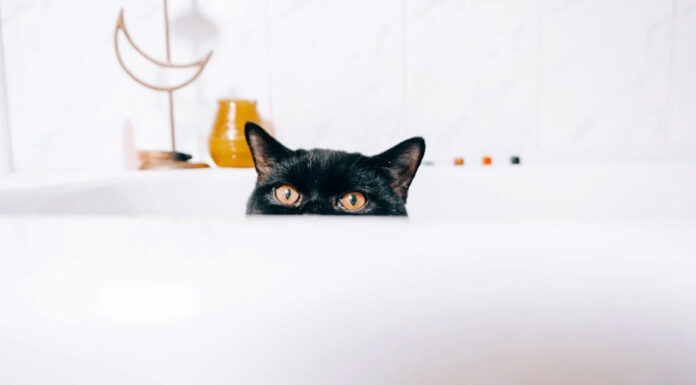 Πώς να κάνετε μπάνιο τη γάτα