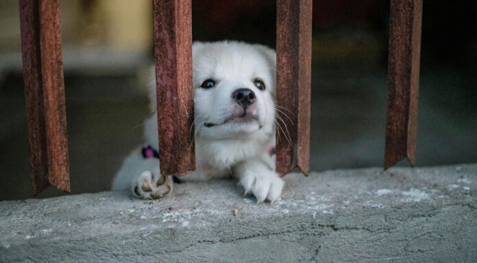 Σκύλος: Τα σημάδια που δείχνουν πως έχει κατάθλιψη