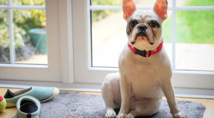 Σκύλος: Το σωστό καθάρισμα μετά τη βόλτα