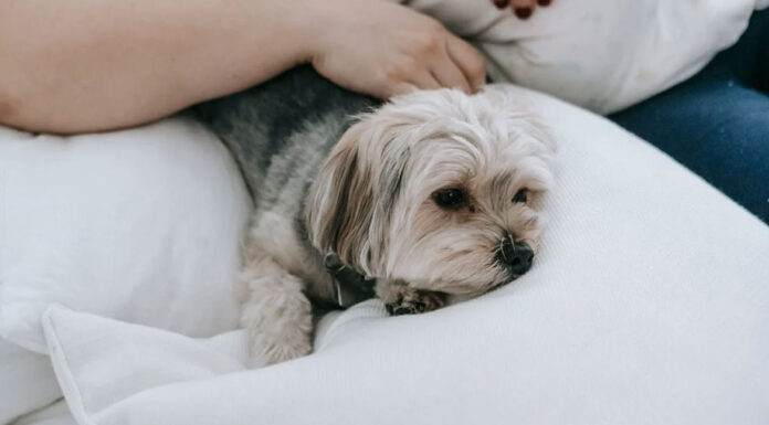 Σκύλος: Πώς να διώξετε τη μυρωδιά του από το σπίτι