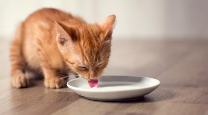 Μπορώ να δώσω γάλα στη γάτα μου;