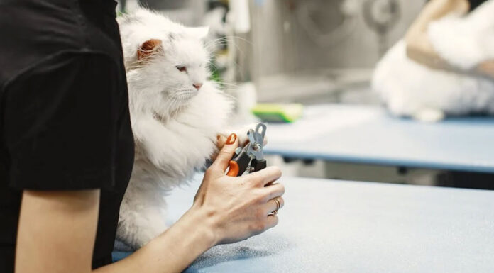 Πώς να κόψετε τα νύχια στο γατάκι σας