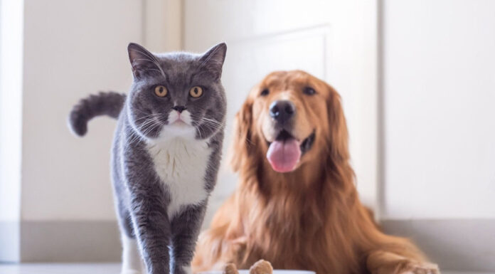 Περίεργα πράγματα που δεν ήξερες για το κατοικίδιό σου