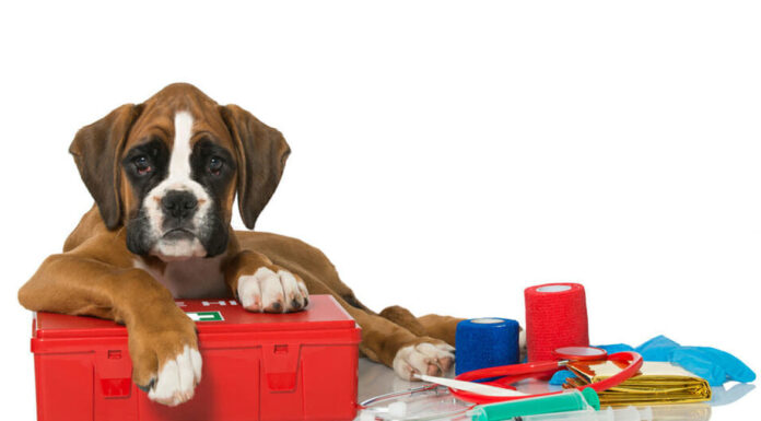 Κατοικίδιο: Τι πρέπει να έχει το κουτί πρώτων βοηθειών