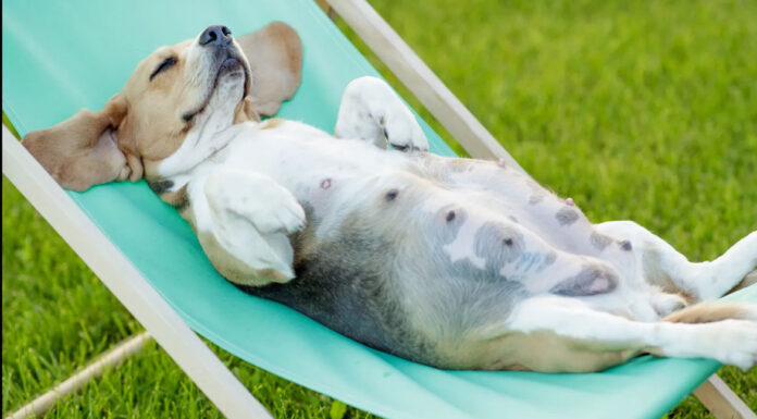Πώς θα διαπιστώσετε εάν ο σκύλος σας εγκυμονεί