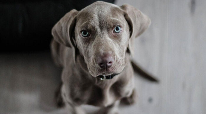 Τι ορίζει ο νόμος ως κακοποίηση για τα ζώα συντροφιάς